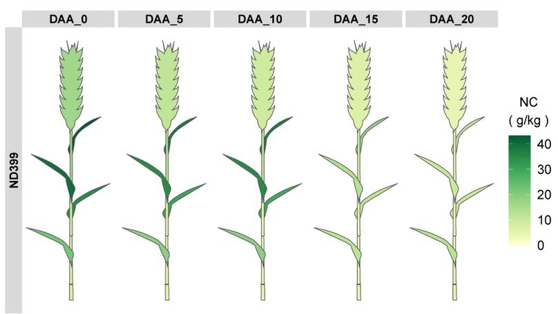 My first R package--ggwheat