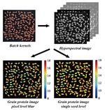 The key steps of protein content visualizaiton through HSI
